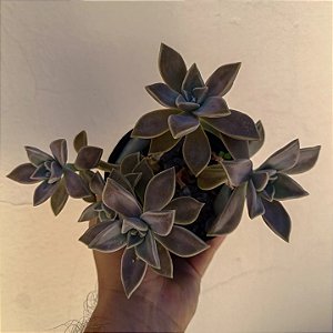 Suculenta Paraguayense "Planta Fantasma"