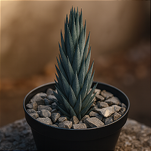 Suculenta Haworthia Glauca – Joia Azulada para Detalhes Sofisticados