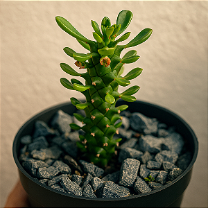 Euphorbia “Monadenium” Guentheri – Escultura Viva para Ambientes Excepcionais