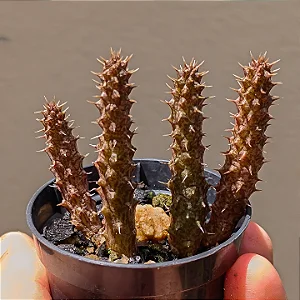 Suculenta Stapelianthus decaryii