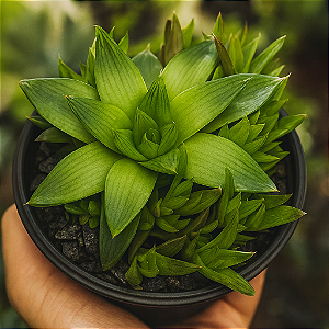Suculenta Haworthia Cymbiformis