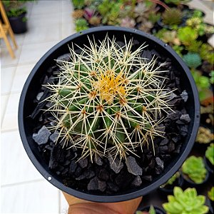 Cacto Echinocactus Grusonii