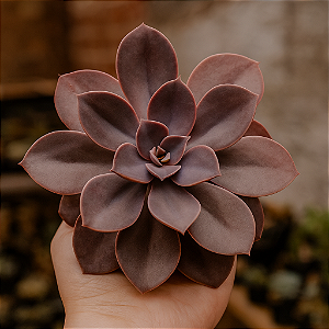 Suculenta Echeveria Gibbiflora Hibrida Mettalica