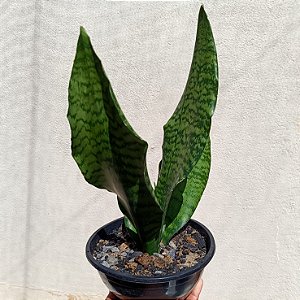 Suculenta Sansevieria trifasciata "Espada de São Jorge"