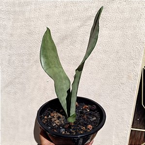 Suculenta Sansevieria trifasciata mooshine "Espada de Prata"