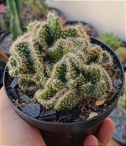 Cacto Mammillaria Cristata Cérebro