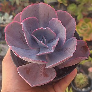Echeveria Gibbiflora Gigantea