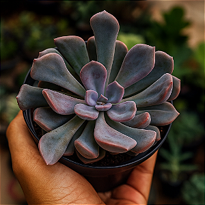 Suculenta Echeveria Topsy Debbie