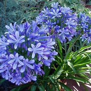 Agapanthus Flor Azul - 1 Muda - Garden Arts