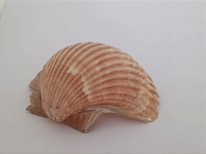 Concha Shell