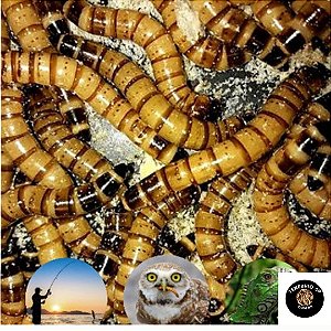 300 Tenébrios Gigantes (Unidades Larvas Vivas)