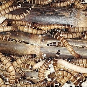 50 Tenébrios Gigantes