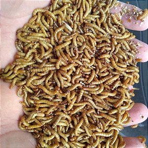 Tenebrio Molitor 1 Kg - Quilo (Larvas Vivas)