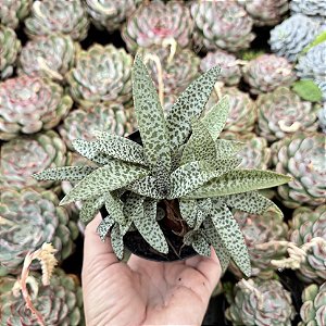 Ledebouria Socialis pote 11