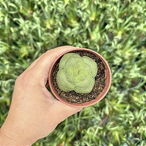 Crassula Hemisférica Pote 9