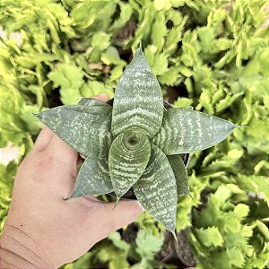 Sansevieria Trifasciata (mini Espada De São Jorge) Pote 11