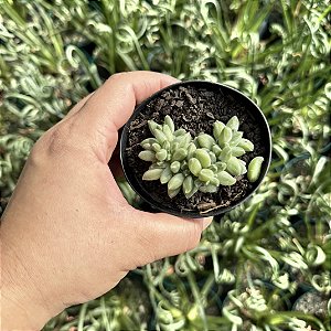 Pachyphytum Compactum Cristata (diamante Cristata) Pote 9