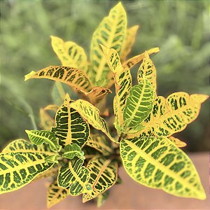 Croton Hibrido Petra Pote 17