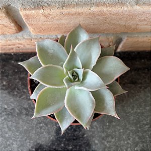 Echeveria Madiba Pote 11