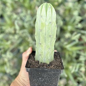 Myrtillocactus Geometrizans Pote 11