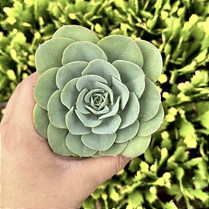 Echeveria Atlantis Pote 11