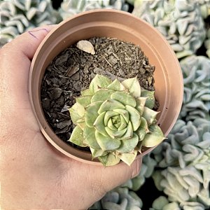 Echeveria Fabíola variegata pote 9