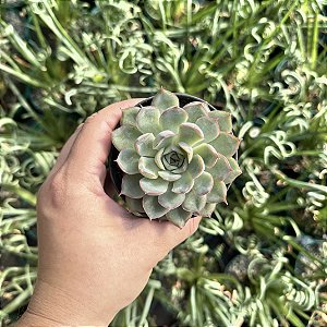 Echeveria Apus Pote 9