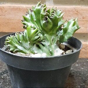 Euphorbia Lactea Cristata pote 11