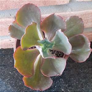 Echeveria Mauna Loa Pote 11