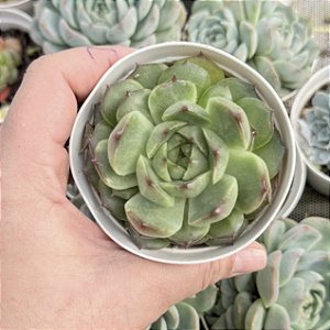 Echeveria Alladin Pote 9