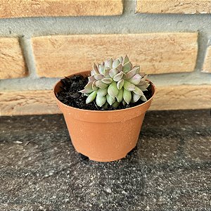 Echeveria Mina Cristata Pote 11
