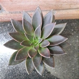 Echeveria Serrana pote 11