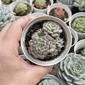 Echeveria Giulia Pote 9