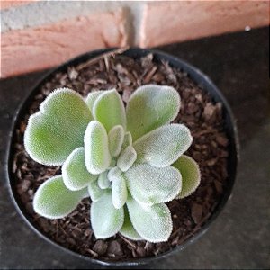 Pulvinata Frosty Cristata Pote 11