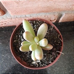 Pachyphytum Fittkaui pote 11