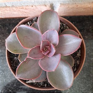 Echeveria Purple Pearl pote 9