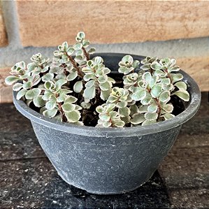 Sedum Spurium Tricolor Pote 11