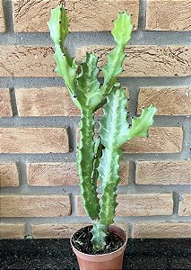 Euphorbia Trigona pote 11