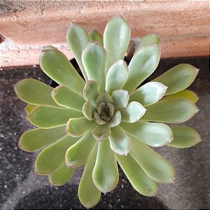 Echeveria Pulidonis Pote 11