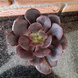 Echeveria Painted Frills pote 11