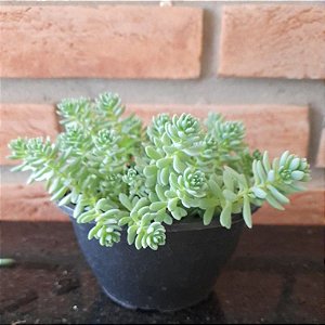 Sedum pendente cuia 13