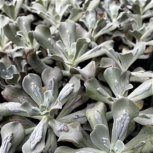 Echeveria Carunculata (caranculata) Pote 11