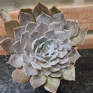Echeveria Linda Jean Pote 11
