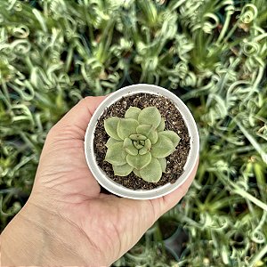 Echeveria Eve Dragon Pote 9
