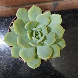 Echeveria Van Breen Pote 11