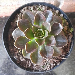 Echeveria Melaco Pote 11