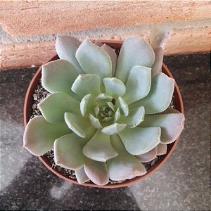 Echeveria Humberto Vila Pote 11