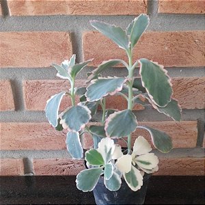 Kalanchoe Fedtschenkoi Variegata Pote 11