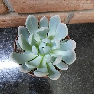 Pachyveria Scheideckeri Pote 11