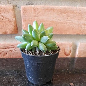 Pachyphytum Compactum (diamante) Pote 6